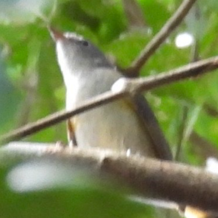 American Redstart - ML645682986
