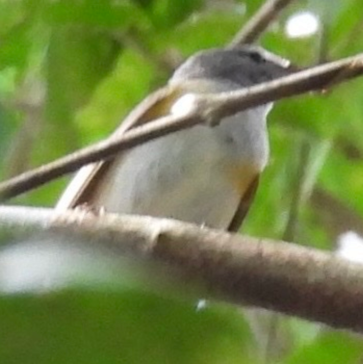 American Redstart - ML645682987