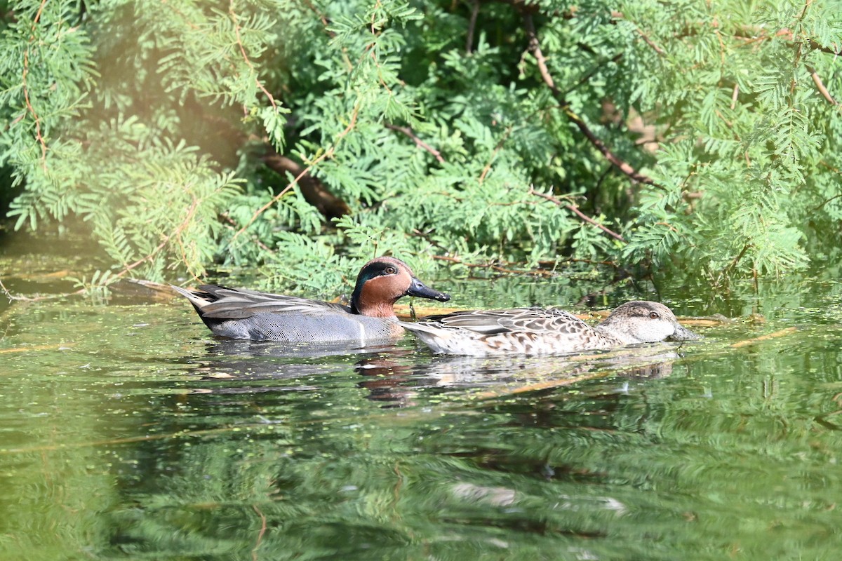 Zertzeta arrunta - ML645682988