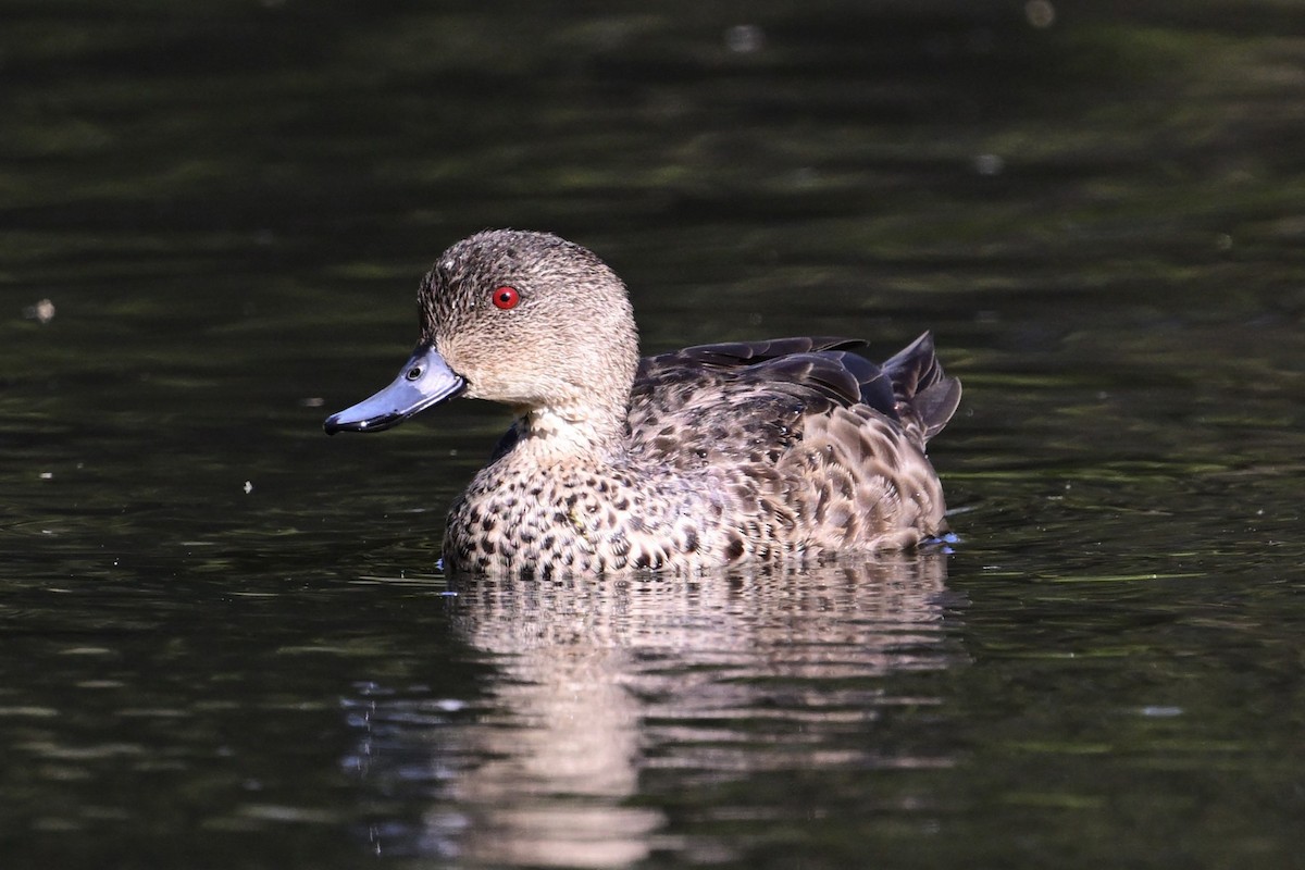 Zertzeta grisa - ML645682989