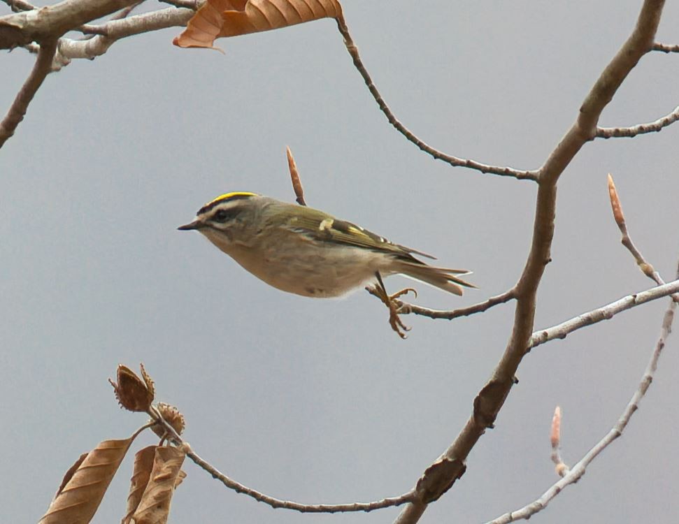 Golden-crowned Kinglet - ML645682991