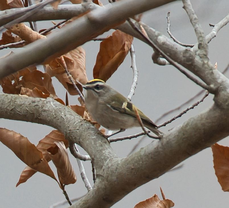 Golden-crowned Kinglet - ML645682992