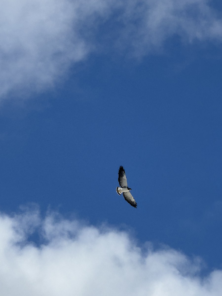 White-tailed Hawk - ML645682994