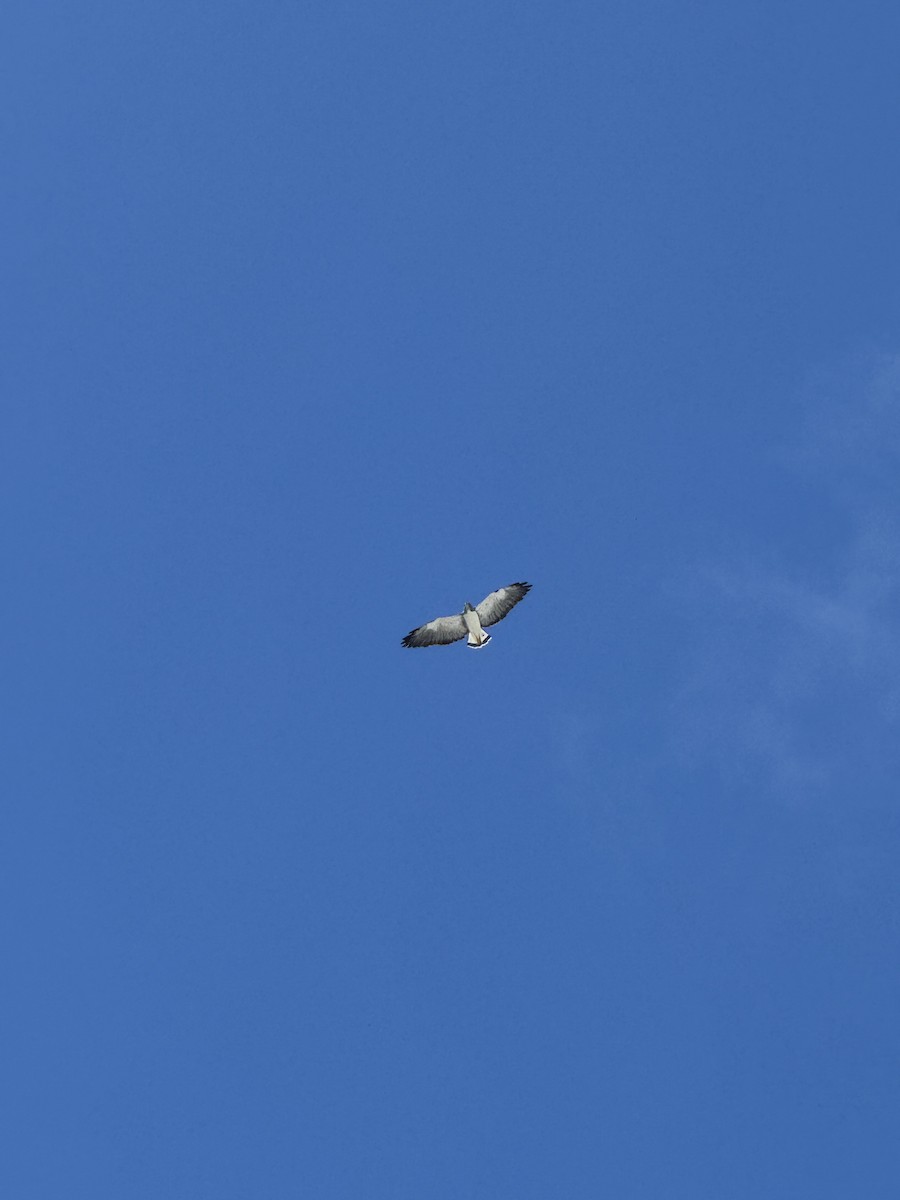 White-tailed Hawk - ML645682995