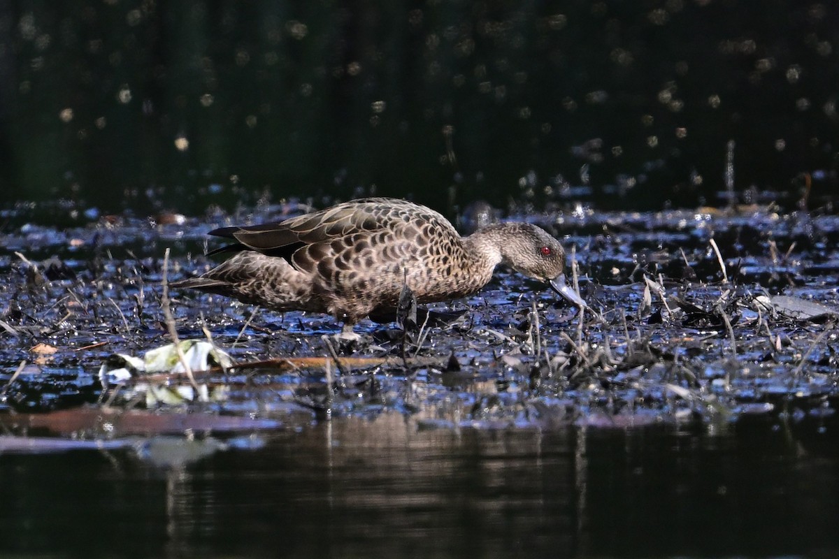 Chestnut Teal - ML645682996