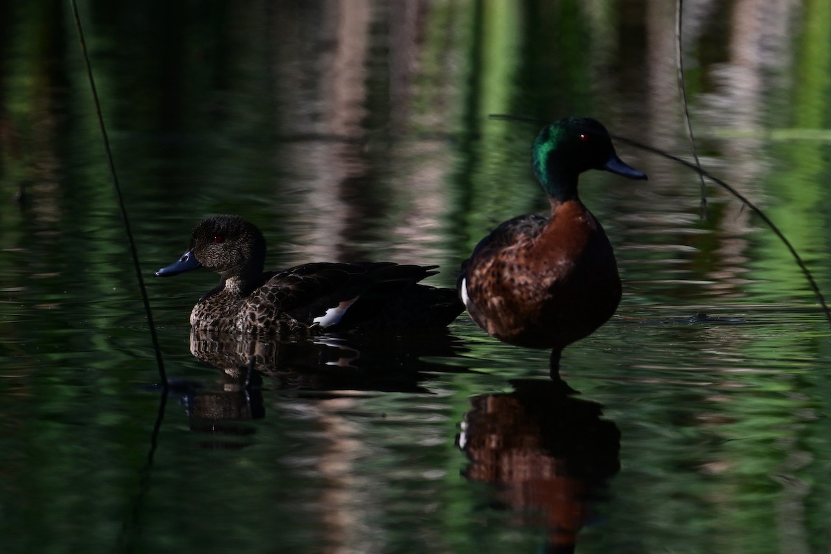 Chestnut Teal - ML645683009