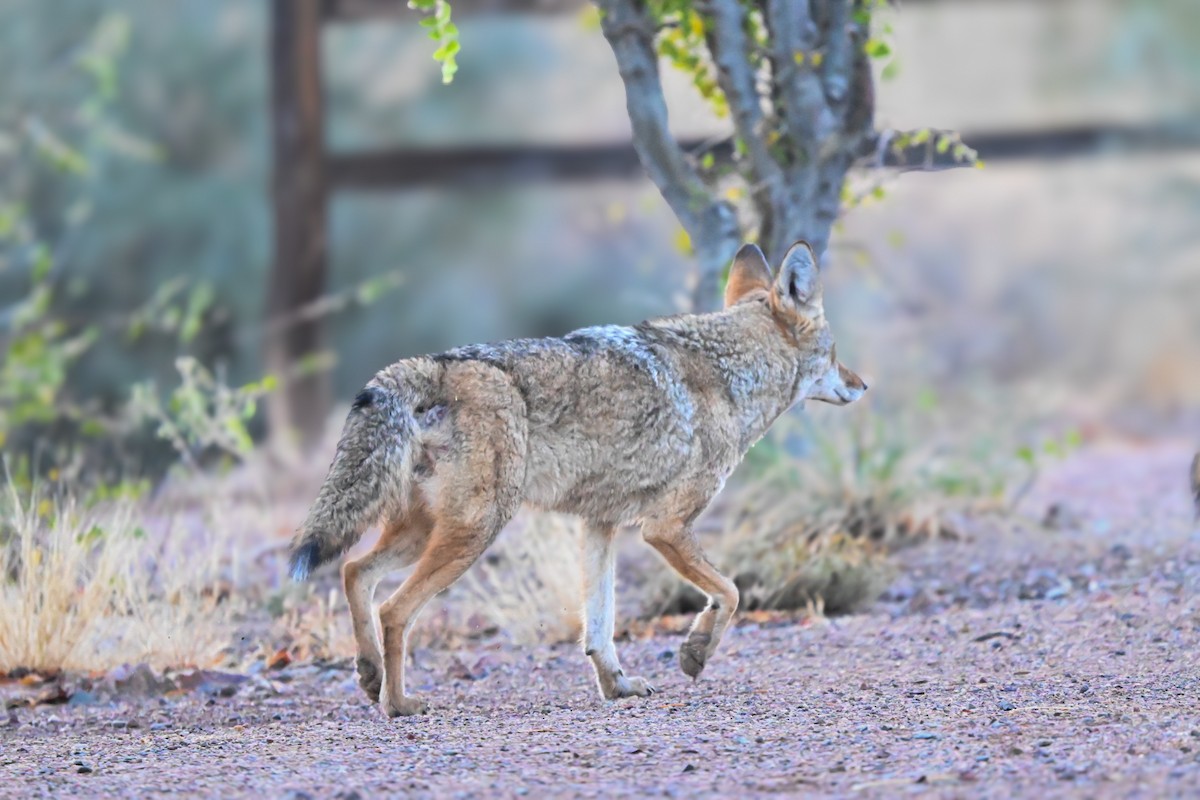 動物界 - ML645683014