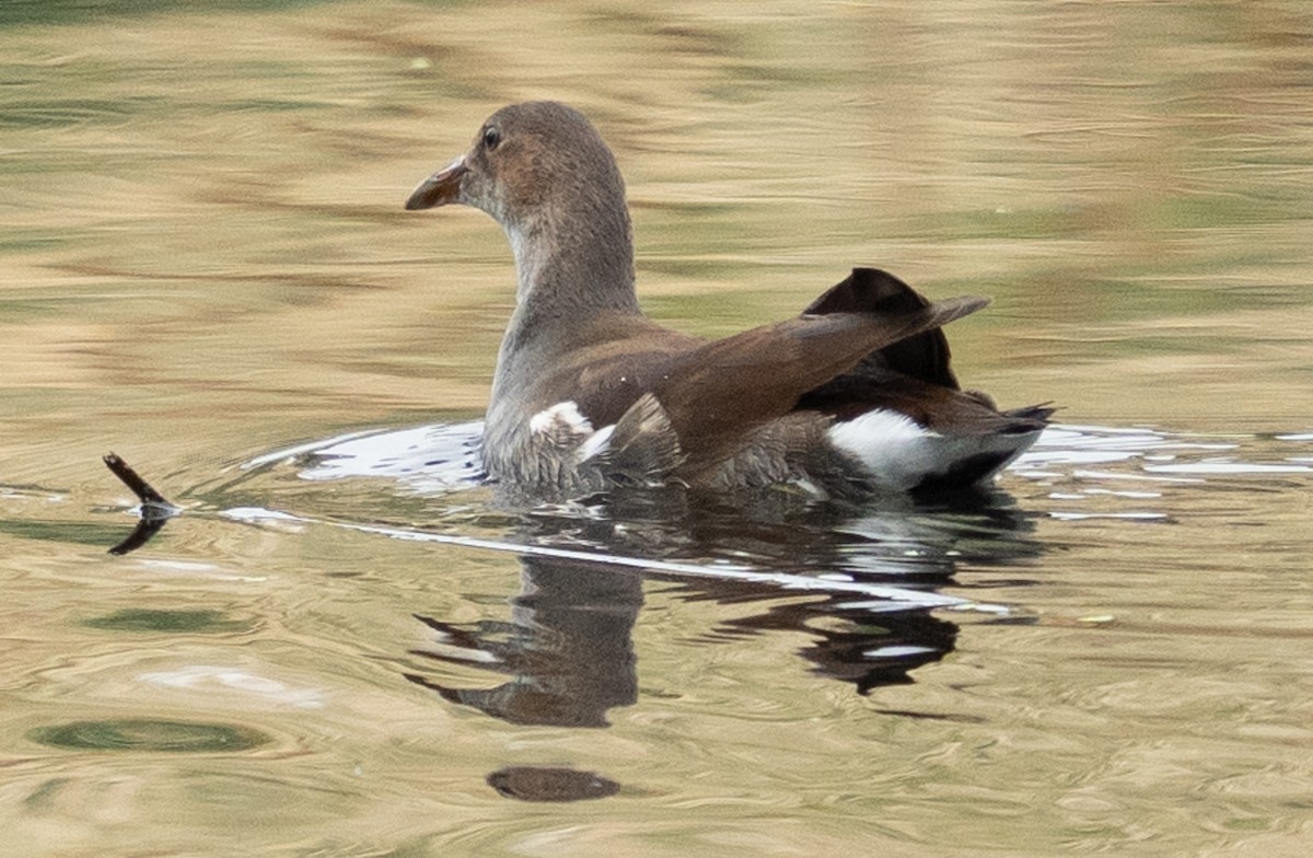 Gallinule d'Amérique - ML645683026