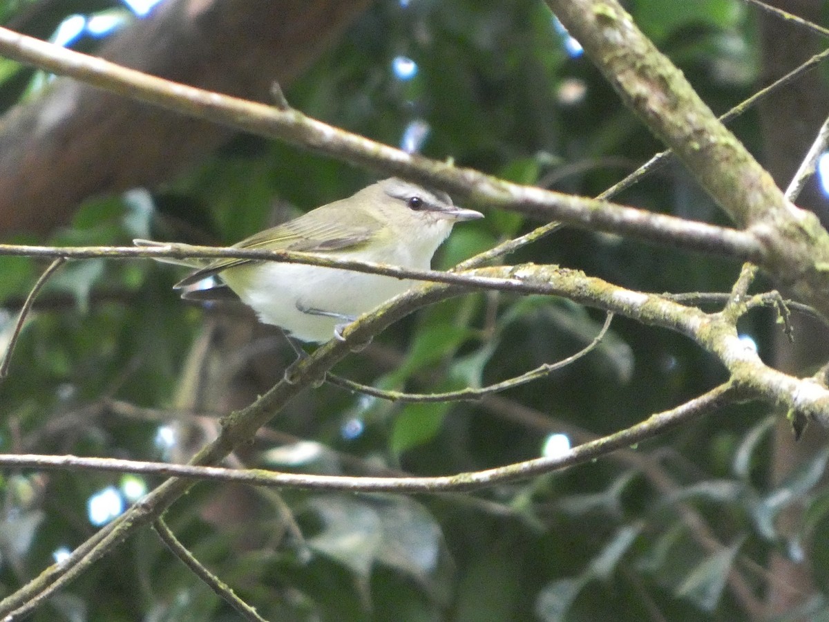 Червоїд світлобровий - ML645683027