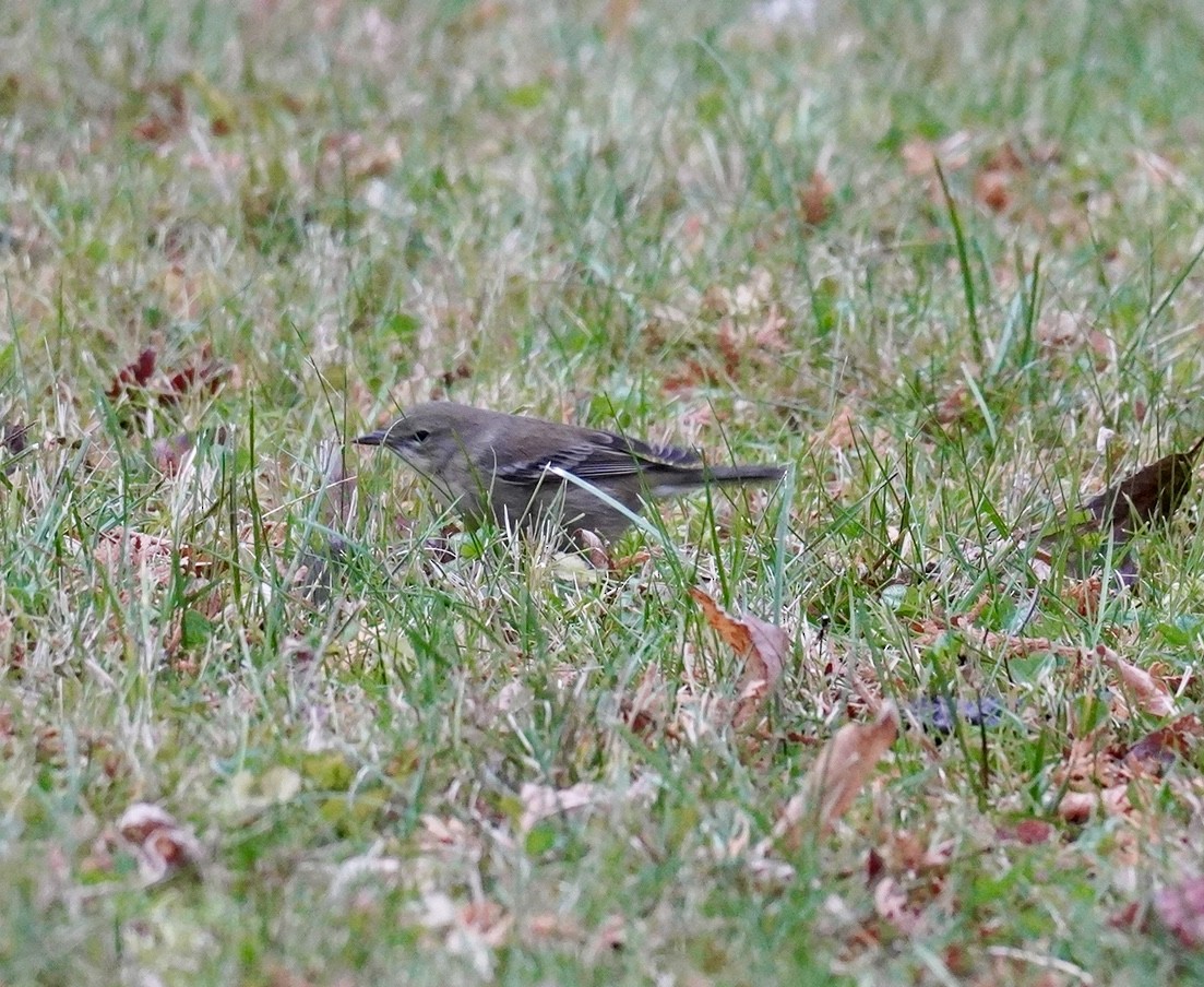 Pine Warbler - ML645683032