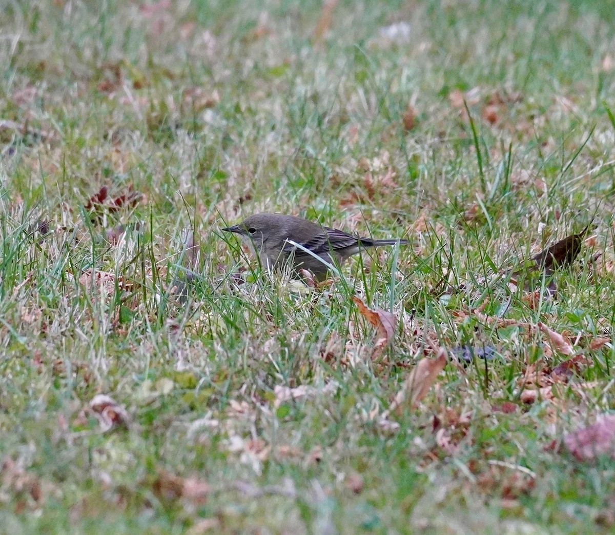 Pine Warbler - ML645683033