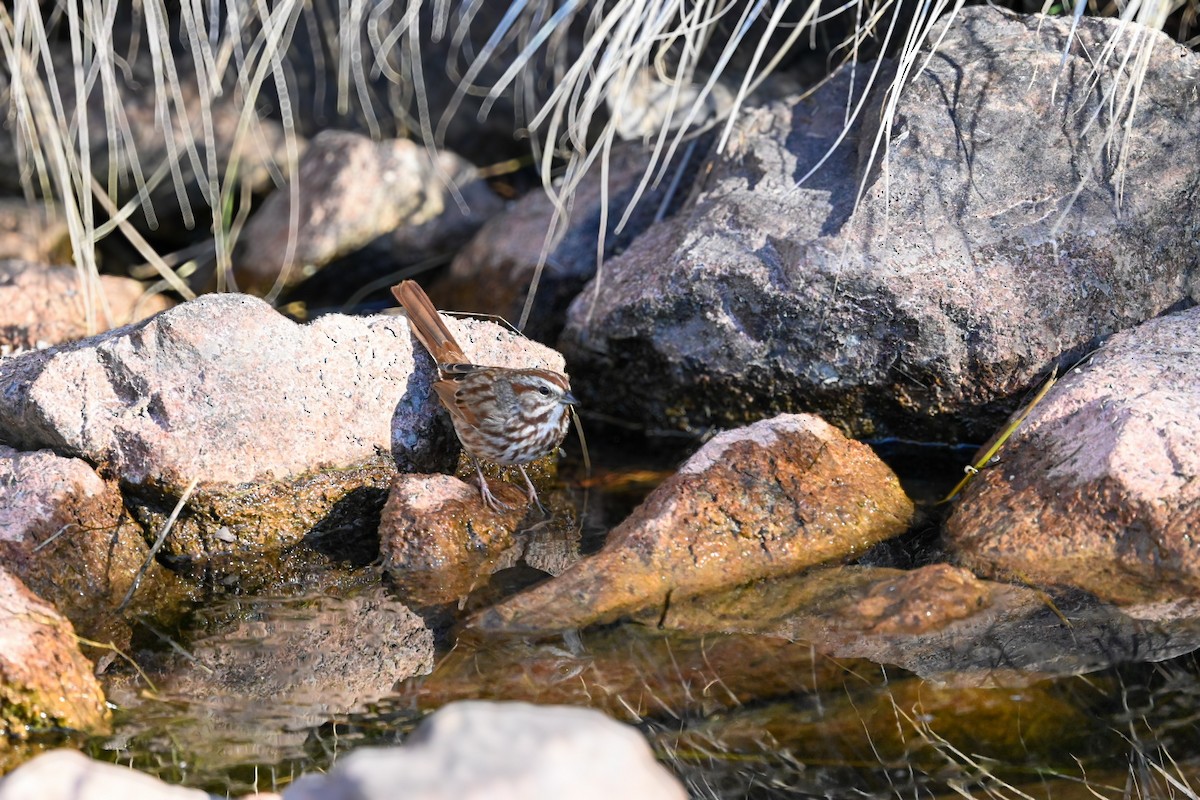Song Sparrow - ML645683035