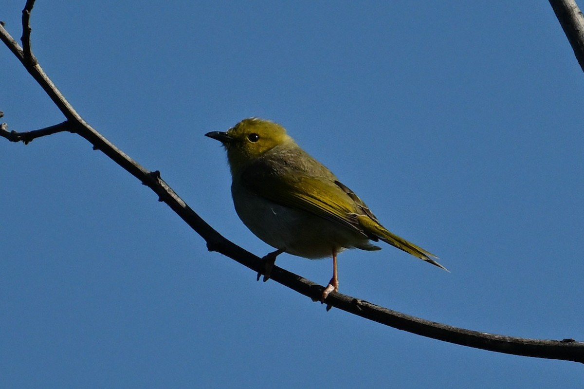 hvitsmykkehonningeter - ML645683040