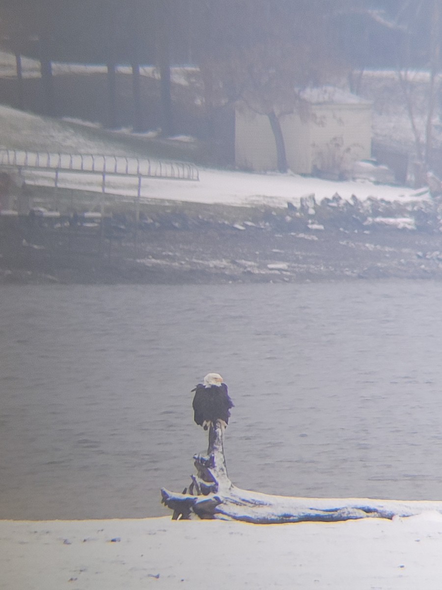 Bald Eagle - ML645683042