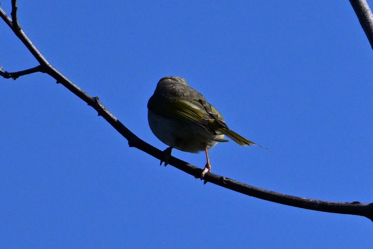 hvitsmykkehonningeter - ML645683043