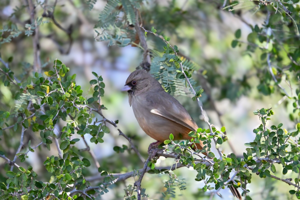 Abert's Towhee - ML645683058