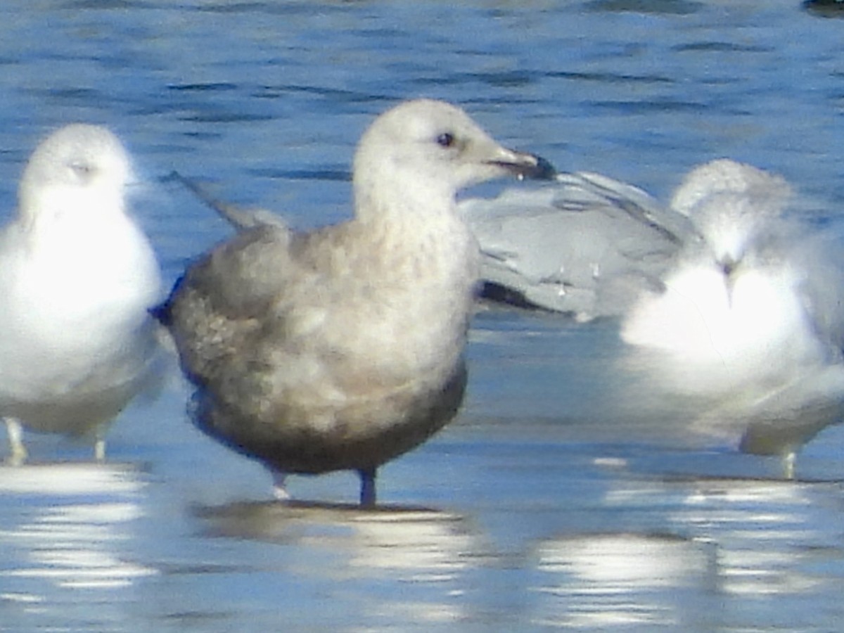 Lesser Black-backed Gull - ML645683081