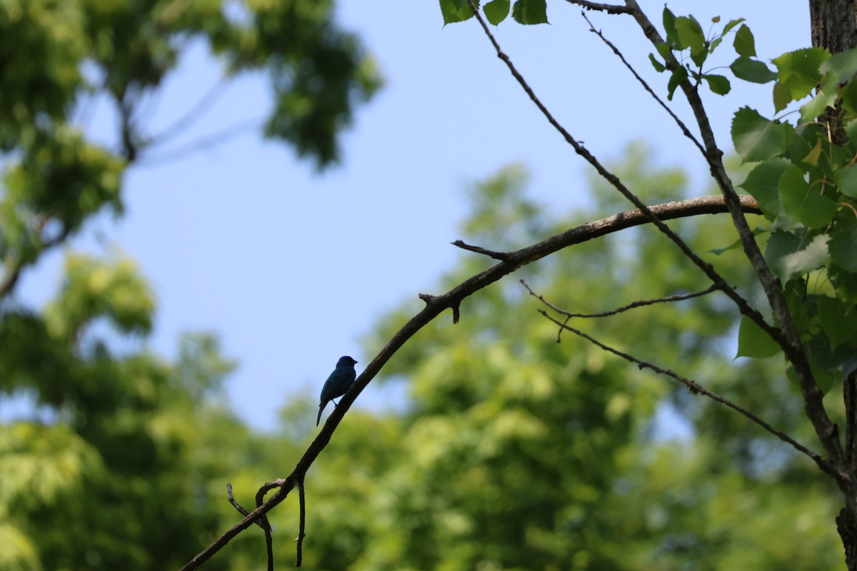 Индиговый колорин - ML645683082