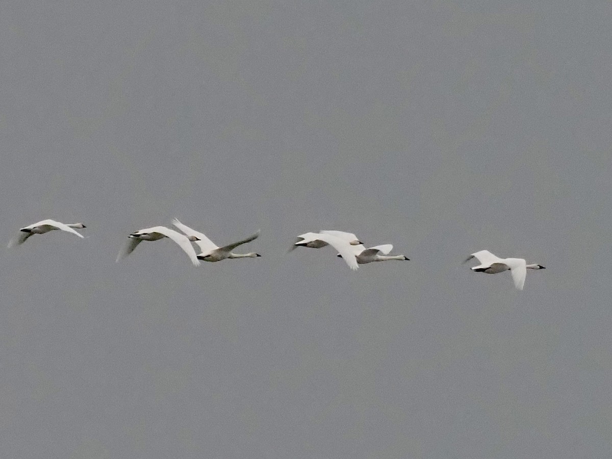 Trumpeter Swan - ML645683084