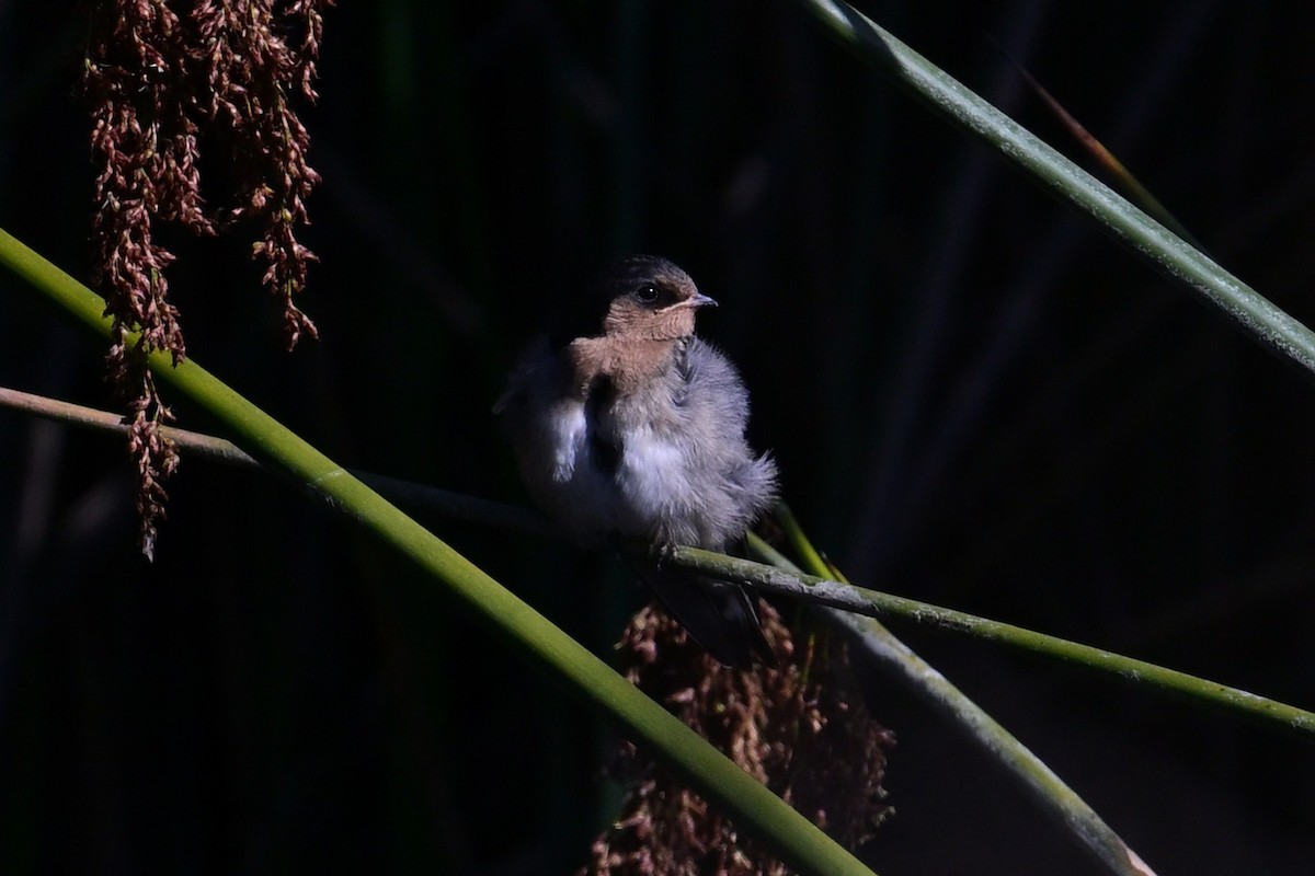 Welcome Swallow - ML645683088