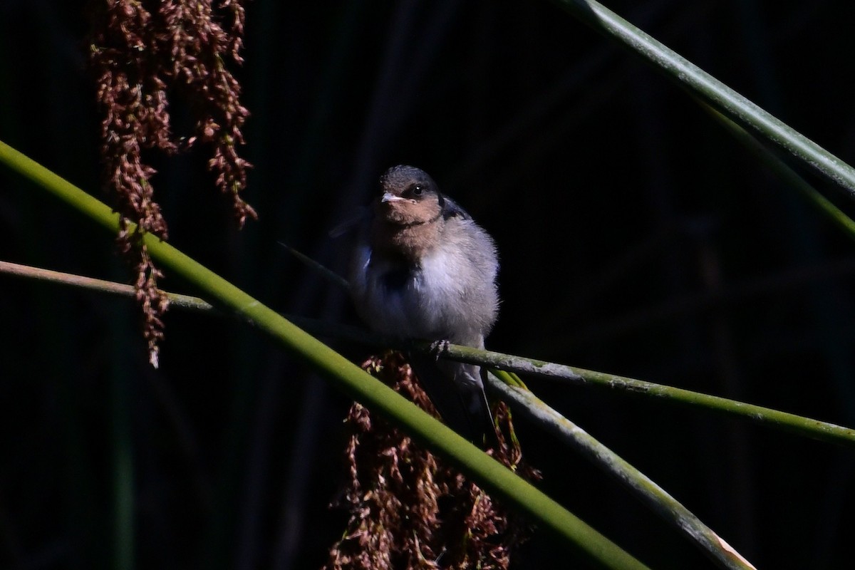 Welcome Swallow - ML645683089