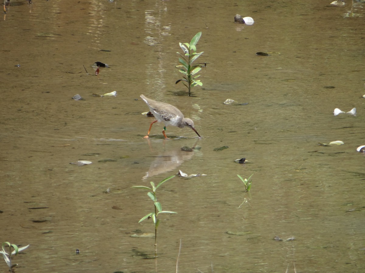 Common Redshank - ML645683095