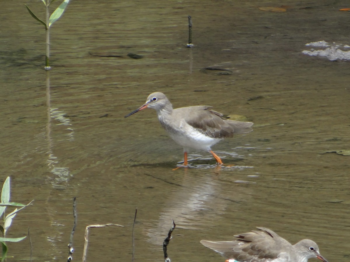 Common Redshank - ML645683096