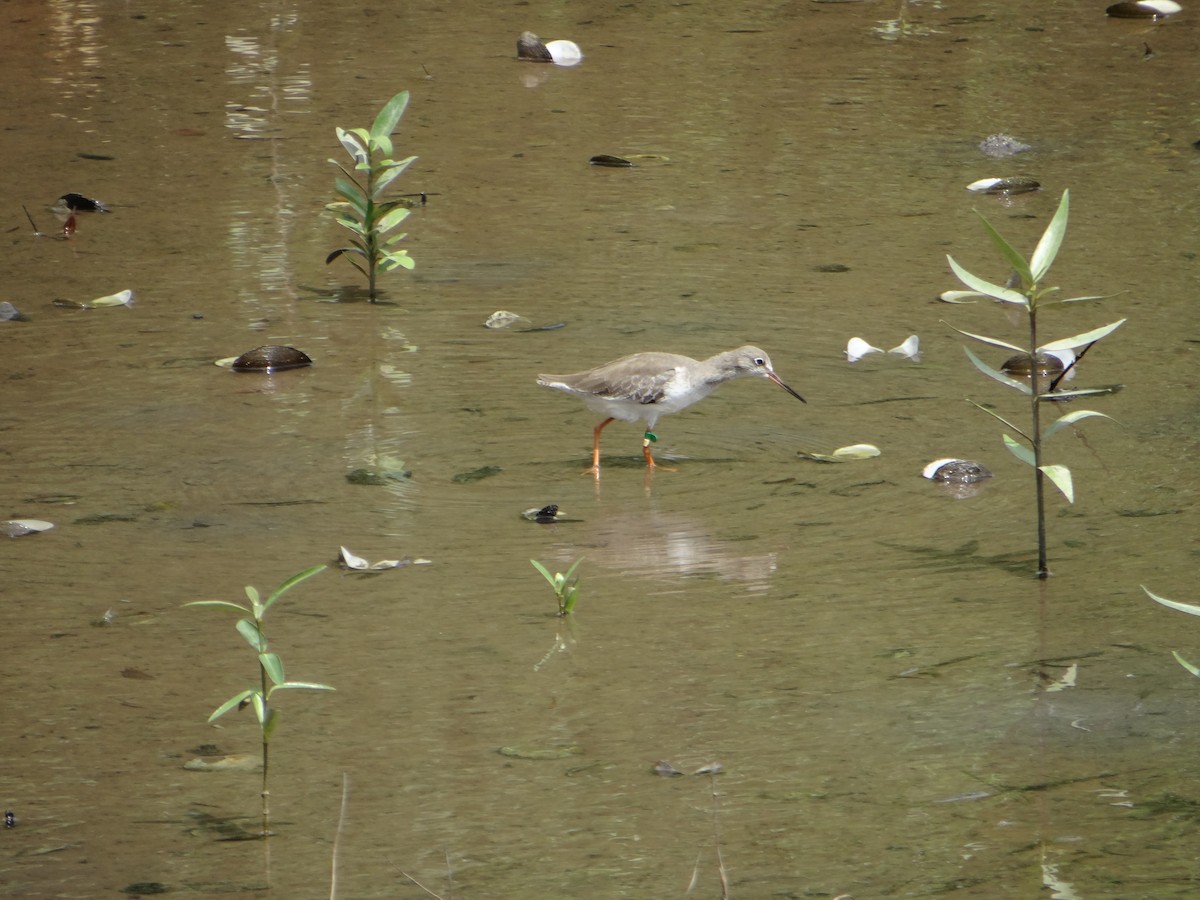Common Redshank - ML645683097