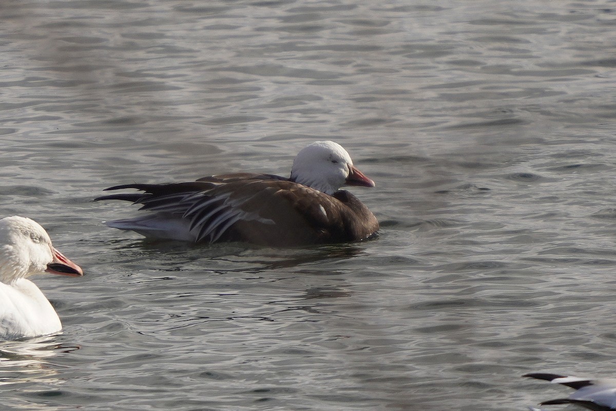 Snow x Ross's Goose (hybrid) - ML645683109