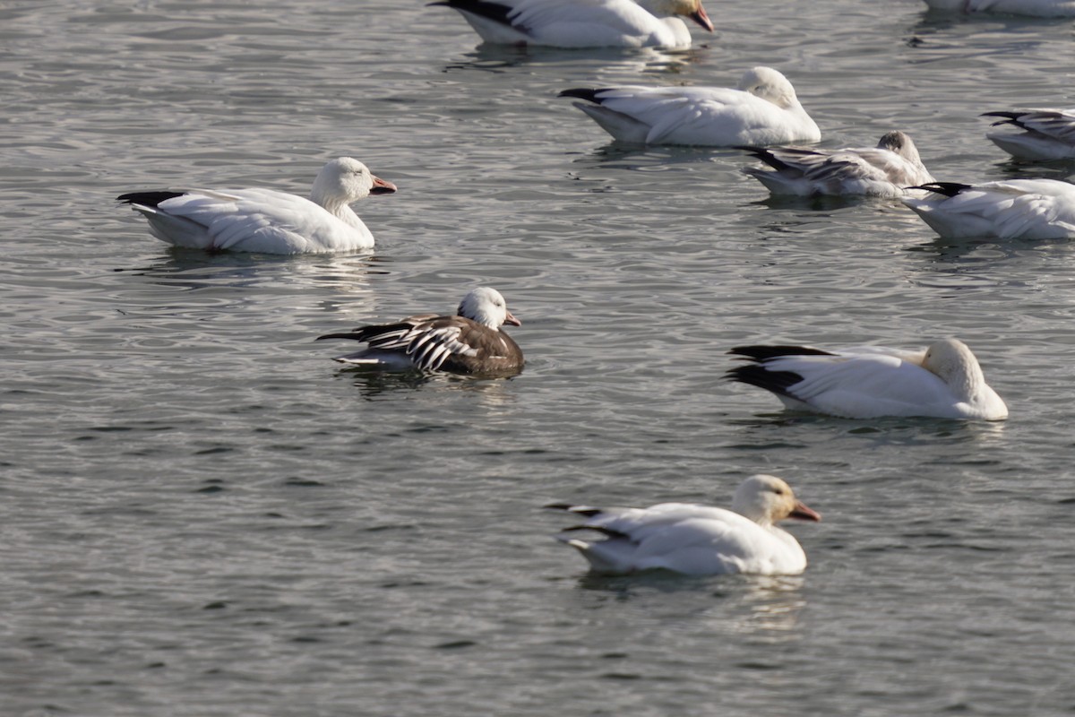 Snow x Ross's Goose (hybrid) - ML645683110