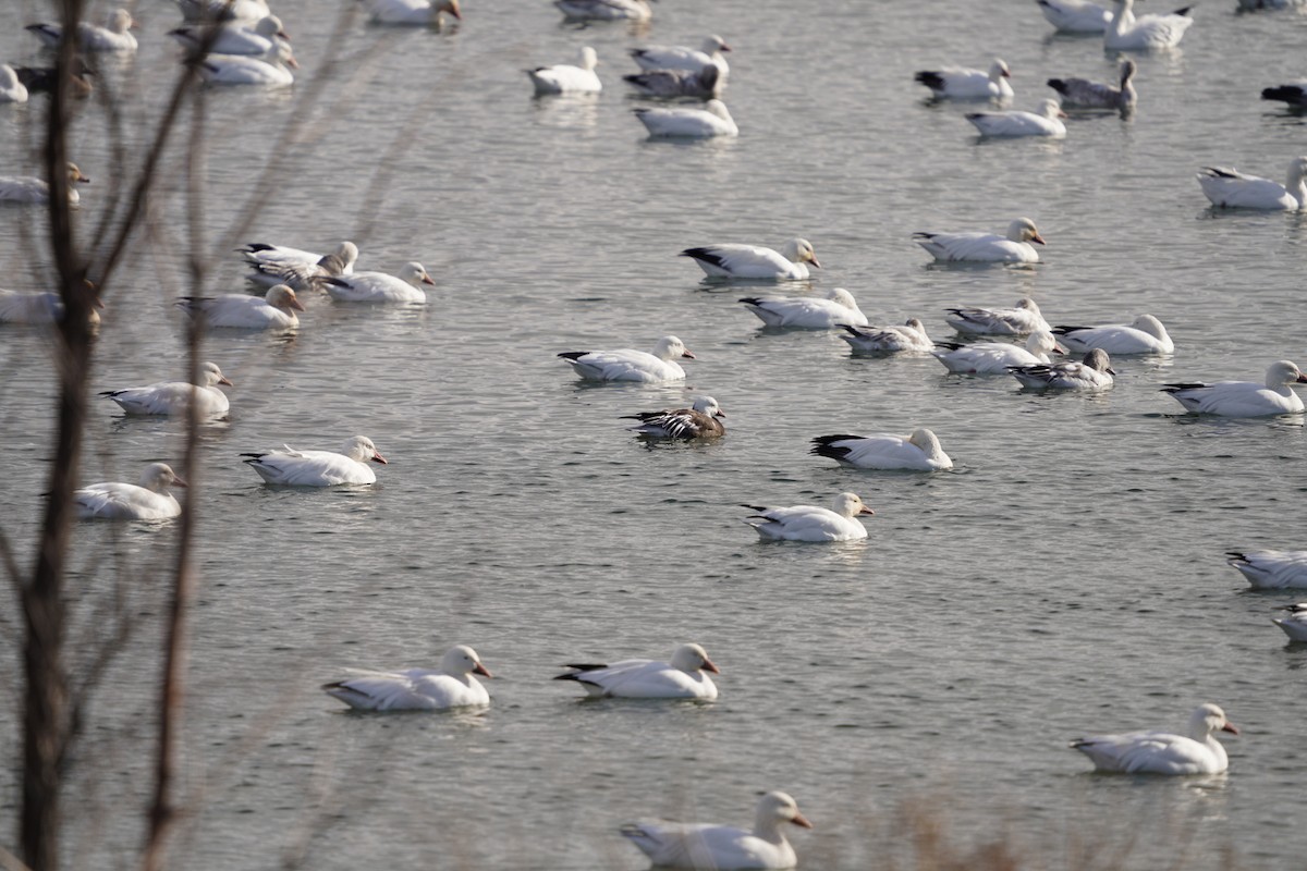 Snow x Ross's Goose (hybrid) - ML645683111