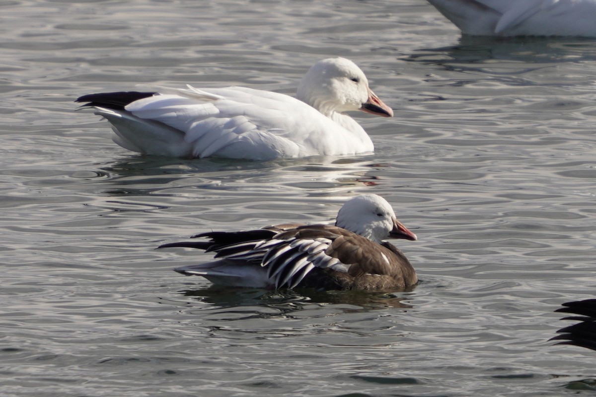 Snow x Ross's Goose (hybrid) - ML645683112