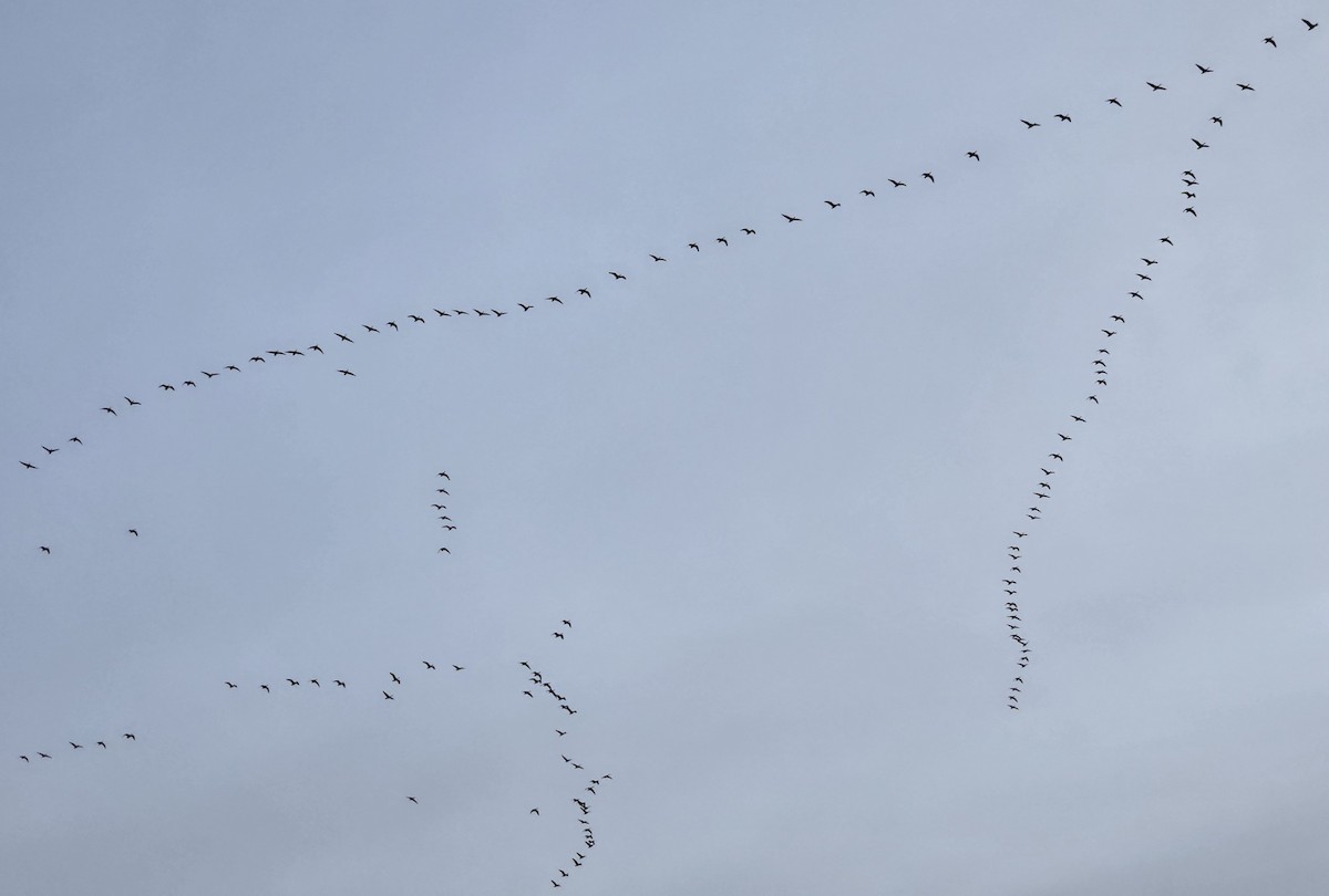 小加拿大雁 - ML645683116