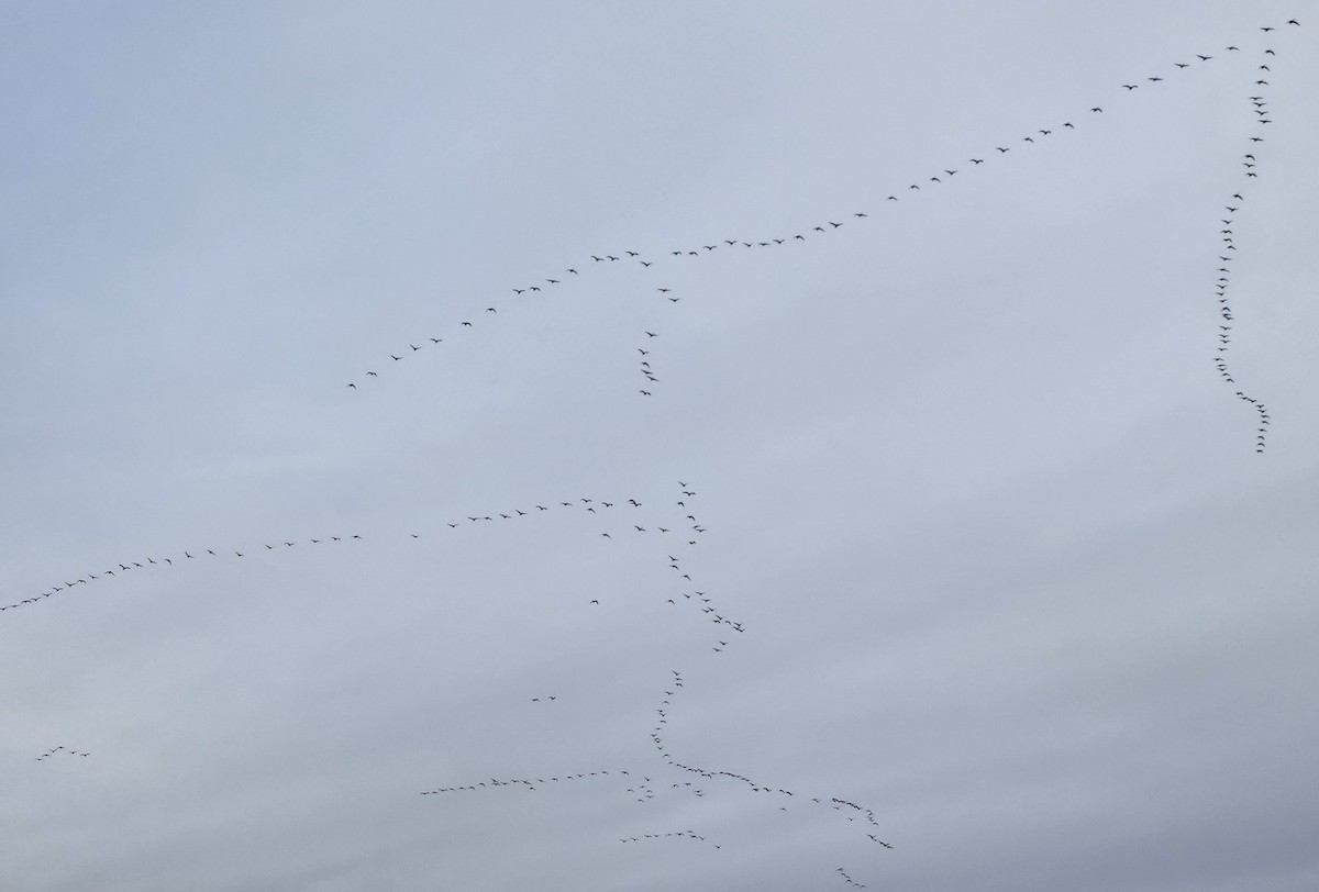 小加拿大雁 - ML645683117