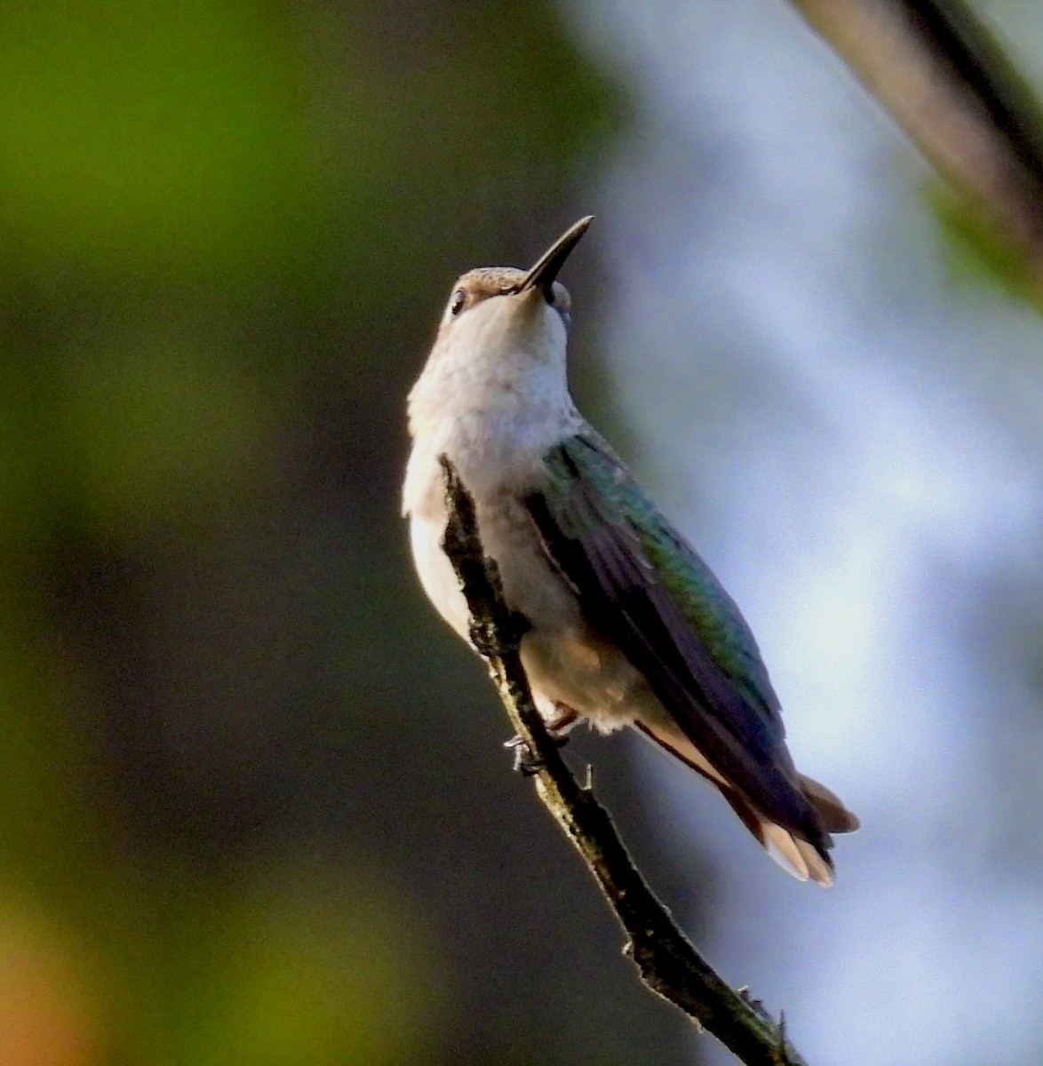 Ruby-throated Hummingbird - ML645683119