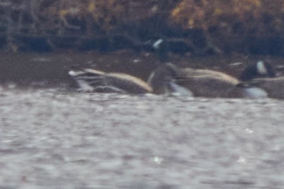 Tundra Bean-Goose - ML645683123