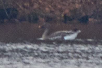 Tundra Bean-Goose - ML645683124