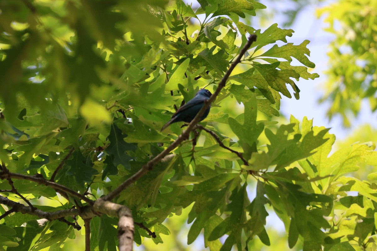 Индиговый колорин - ML645683126