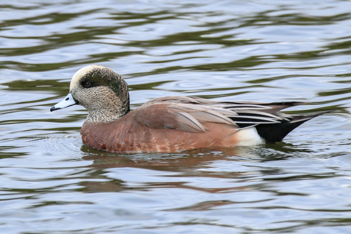 American Wigeon - ML645683148