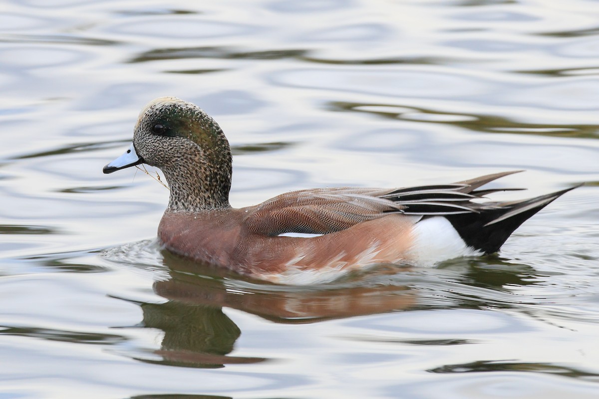 American Wigeon - ML645683149