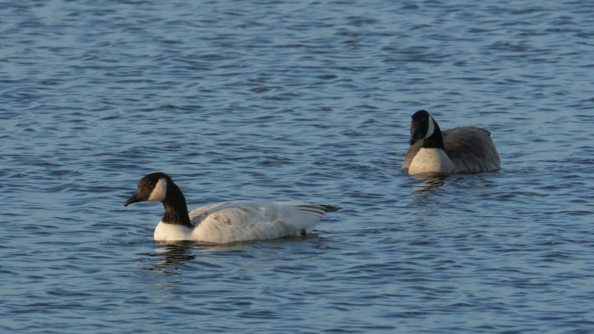 Canada Goose - ML645683152