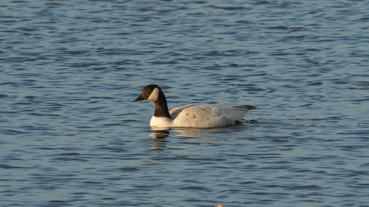 Canada Goose - ML645683153