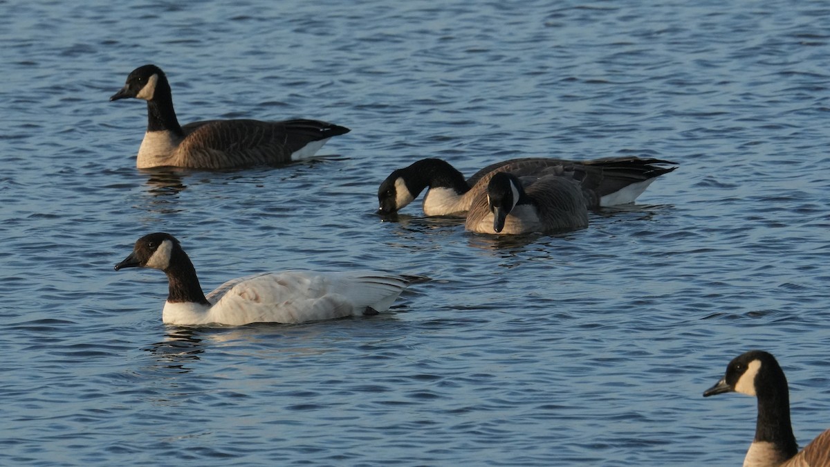 Canada Goose - ML645683154