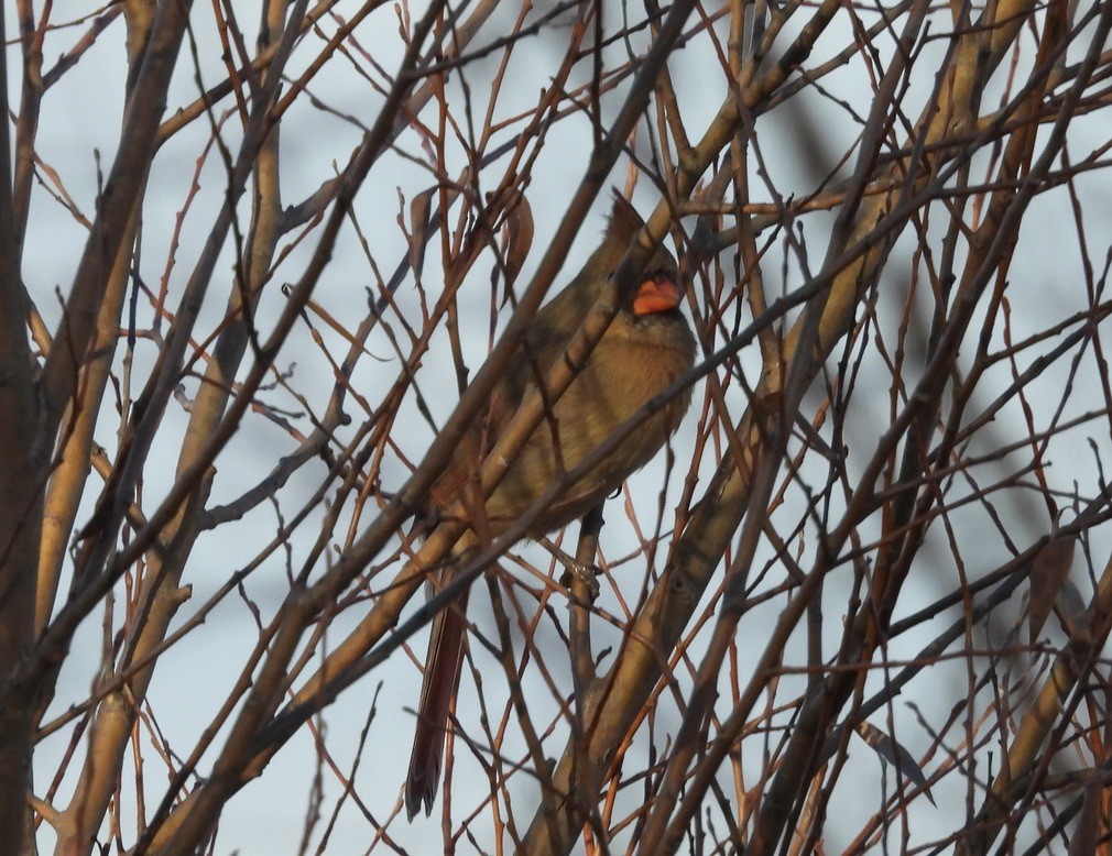 kardinál červený - ML645683156