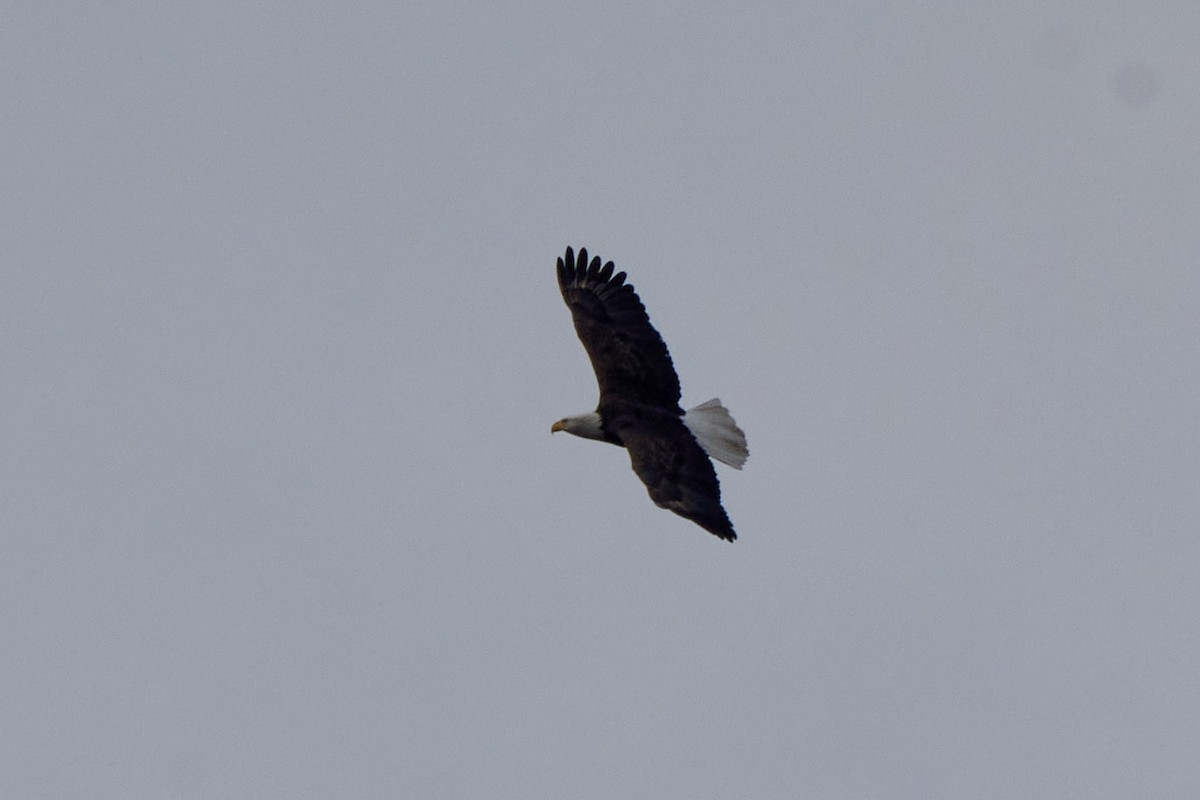 Bald Eagle - ML645683161