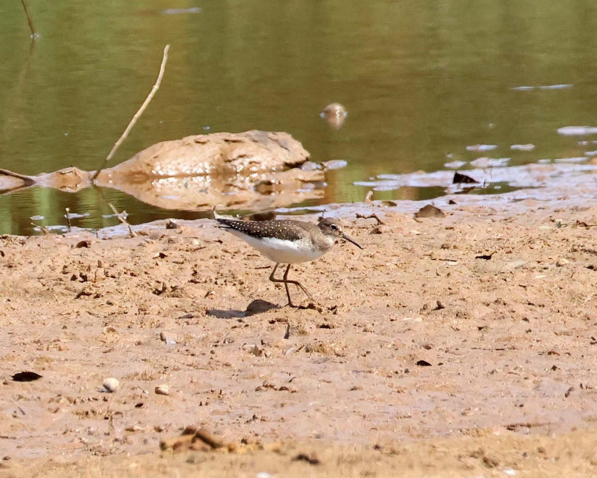 Solitary Sandpiper - ML645683165