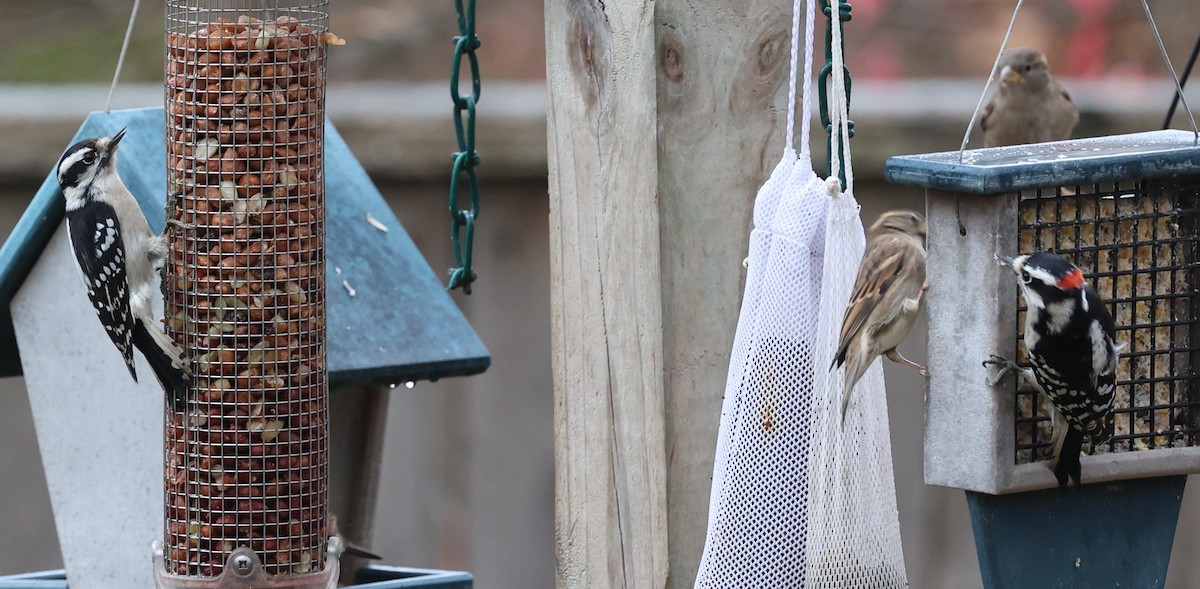 Downy Woodpecker - ML645683172
