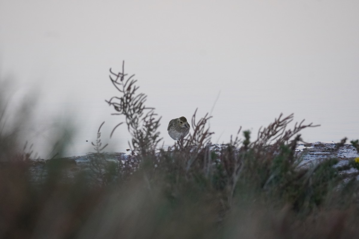 Сивка звичайна - ML645683180