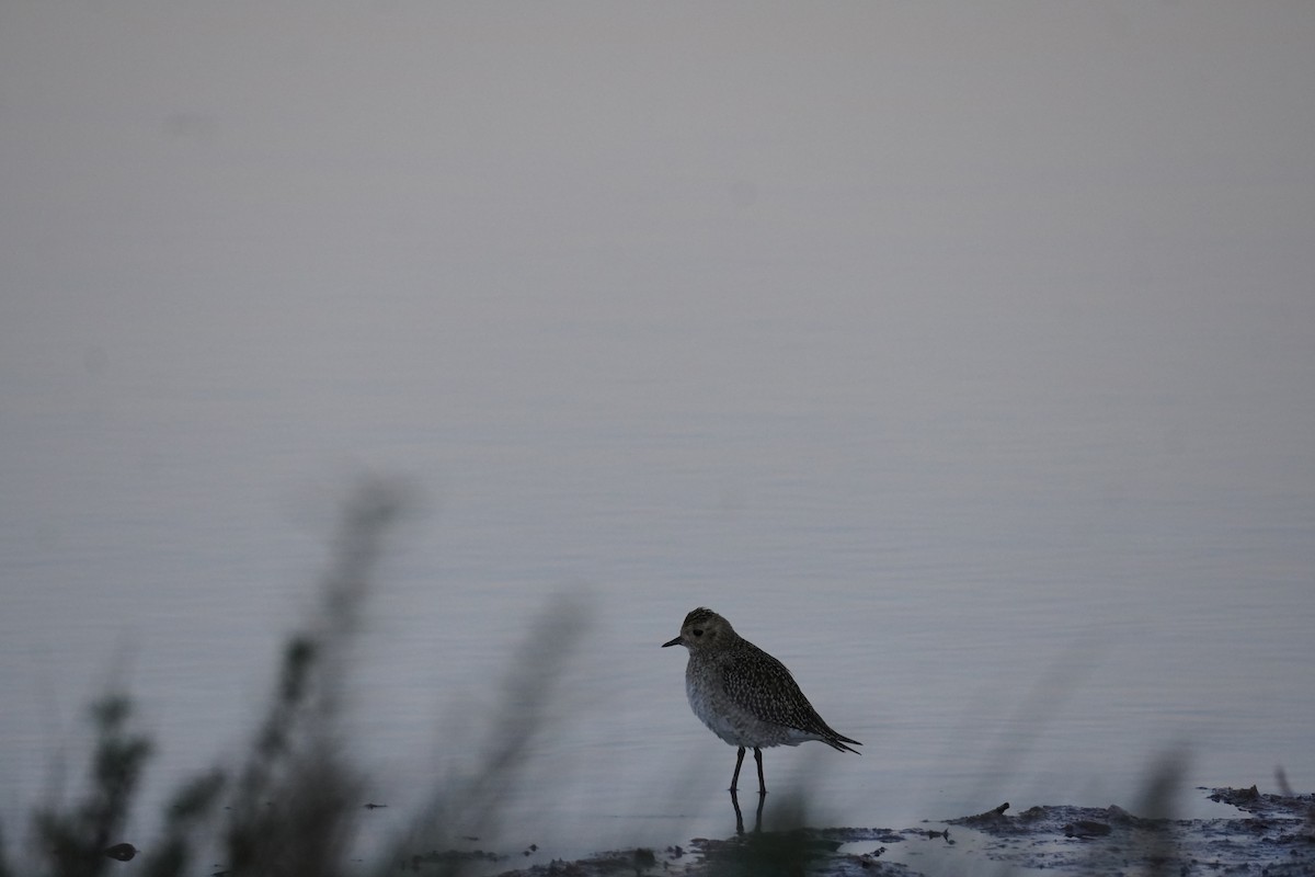 Сивка звичайна - ML645683181