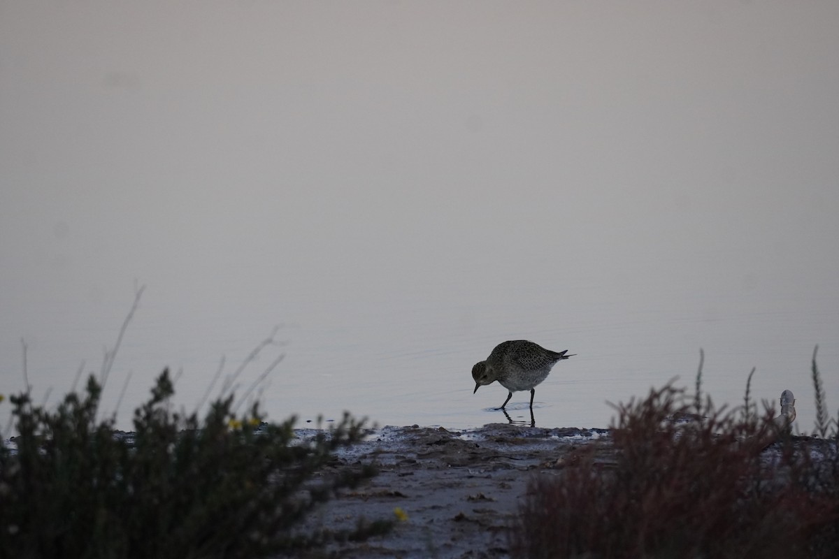 Сивка звичайна - ML645683182